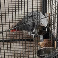 Pappagallo cenerino coda rossa