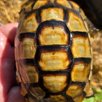 Tartaruga di terra