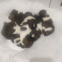 Cuccioli di SHITZU