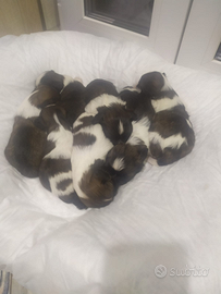 Cuccioli di SHITZU