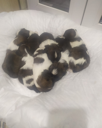 Cuccioli di SHITZU