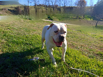 American bulldog
