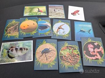 12 figurine animali Panini 