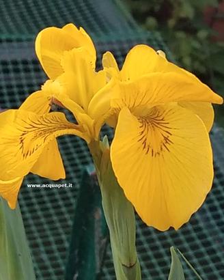 Iris pseudacorus pianta per laghetto