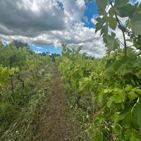 Rapolla Contrada Gianvito Vigneto di Aglianico V