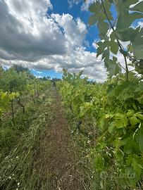 Rapolla Contrada Gianvito Vigneto di Aglianico V