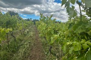 Rapolla Contrada Gianvito Vigneto di Aglianico V