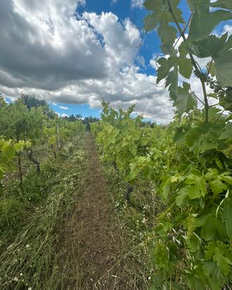 Rapolla Contrada Gianvito Vigneto di Aglianico V