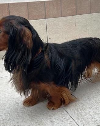 Bassotto nano a pelo lungo