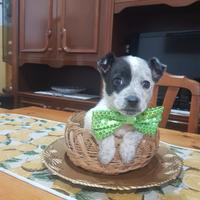 Cucciolo di due mesi a zamba corta mini piccolo