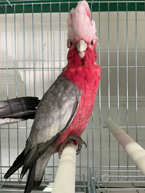 Cacatua rosa