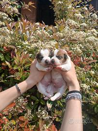 Cuccioli di Jack russell