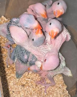 Parrocchetti dal collari allevati a mano