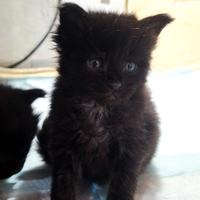 Cucciolo Maine Coon con Pedigree