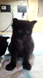 Cucciolo Maine Coon con Pedigree