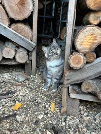 Animali