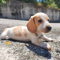 Bassotto Tedesco Cucciolo Bianco Arancio