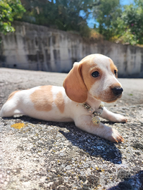 Bassotto Tedesco Cucciolo Bianco Arancio