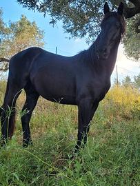 Cavallo frisone