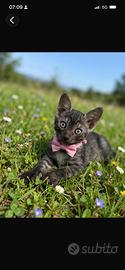 Gattina