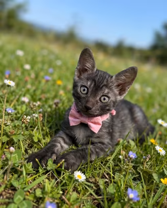 Gattina