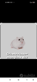 Criceto russo o roboroski + mangime