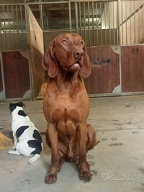 Bracco ungherese x accoppiamento