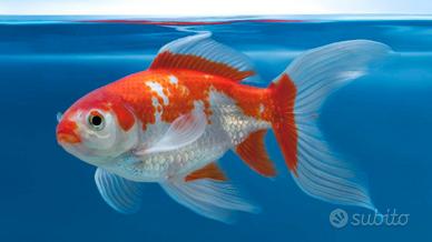CARUSSIUS AURATUS