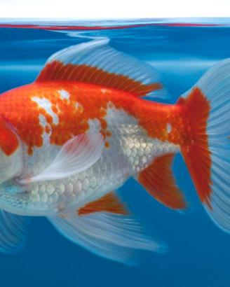 CARUSSIUS AURATUS