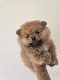 Pomerania femmina spitz tedeschi nano pedigree