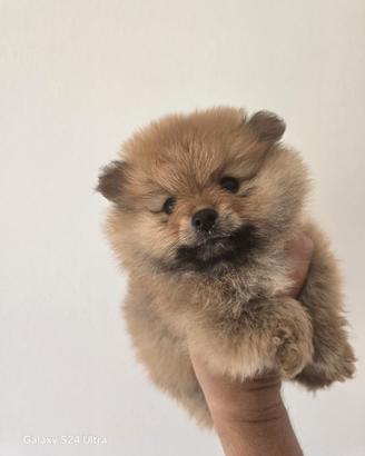 Pomerania femmina spitz tedeschi nano pedigree
