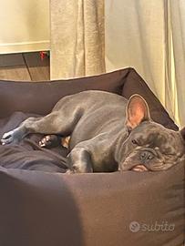 Bulldog francese blu