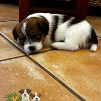 Cuccioli Jack Russell Terrier