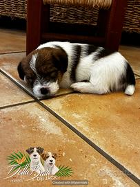 Cuccioli Jack Russell Terrier