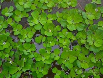 PISTIA