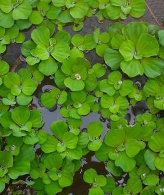 PISTIA