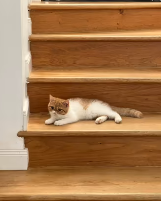 Cucciolo di gatto