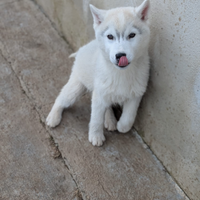 Siberian husky