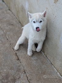 Siberian husky