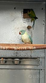 Parrocchetto dal collare M, emerald, opa, ct, blu