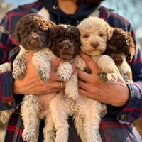 Lagotto Romagnolo cuccioli
