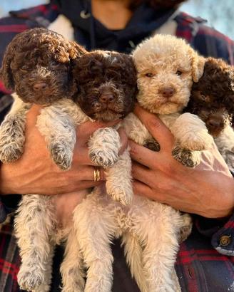 Lagotto Romagnolo cuccioli