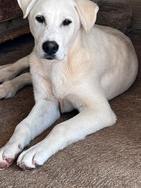 Zavi sta crescendo in canile