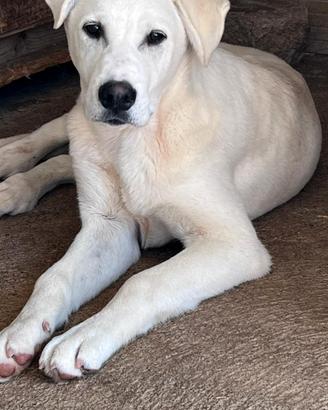 Zavi sta crescendo in canile