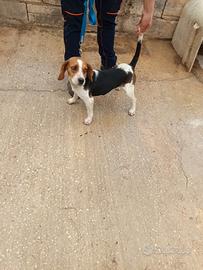 Bassotto Beagle