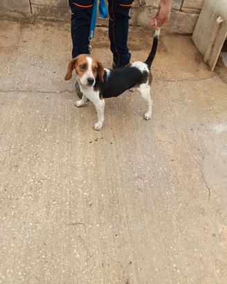 Bassotto Beagle