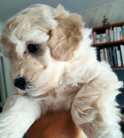 Cucciola barboncina toy shampagne