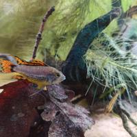 Apistogramma cacatuoides double red