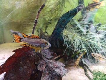 Apistogramma cacatuoides double red