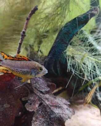 Apistogramma cacatuoides double red